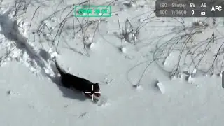 Drone Operator Helps Runaway Dog Reunite With Owner