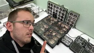 Massive expansion! - Ant Farm Supply upgrade!