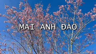 B&oacute;c tr&uacute;ng secret hoa mai anh đ&agrave;o Đ&agrave; Lạt 2026