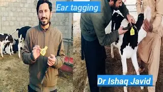 How to apply ear tags|@VetSurgery@DDRAMAWATANIMALGURUJI@vetishaqjavid