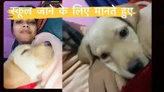 simba को स्कूल जाने के लिए मनाते हुए॥ #pets #doglover #shortstories #lovable #humanity #humanfriend