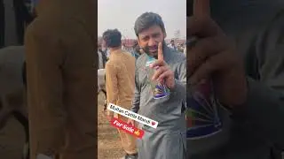 Multan Cattle Mandi ❤️&zwj;🔥Live Deal 💥 #cow #cowmandiupdate #cattlemarket #bull