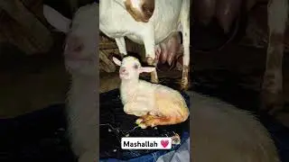 delivery time bakri 💖#goatfarming #realbakralover #goat