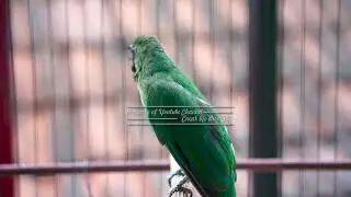 Cucak Ijo Gacor Isian Paling Pintar Buat Memancing Cucak Ijo Lain Agar Langsung Cepat Bunyi Gacor