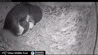 Ōamaru Penguins Nest, New Zealand 2026/01/22