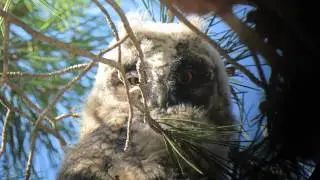 Long-eared Owl Hiboux moyen-duc Asio otus