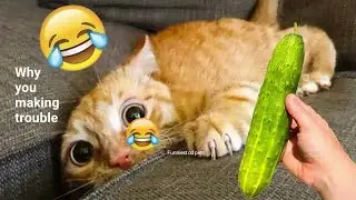 Dogs Think They Are Boss 😎 But Cats Disagree 😂 | Purnima Ke Pets | 225