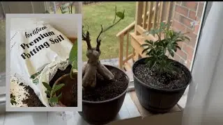 Repotting My Houseplants 🌿 | Beginner Friendly
