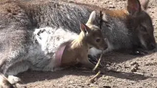 Dierentuin Artis Amsterdam (14) Baby Kangoeroe in moeders buidel