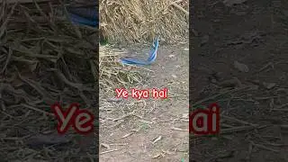 ye kya hai  #shortsfeed #shorts #shorts #shortsviral #trending #video #vcvlog #trendingsong