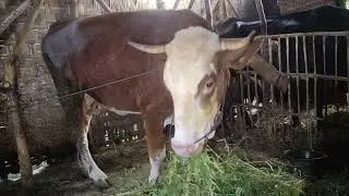 H367 Combor Sapi Simental Hamil-H60 di Pagi Hari | Jum'at 26 Desember 2025