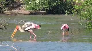 top 3 places for bird watching around Mumbai