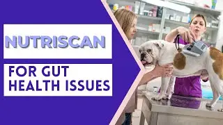 Nutriscan for Dogs with Gut health issues