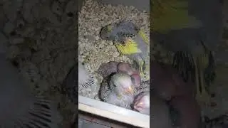 Yeni doğmuş muhabbet kuşları