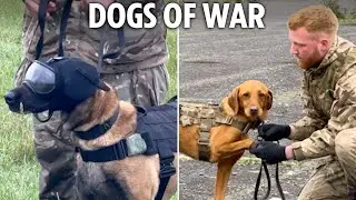 Futuristic new &lsquo;army dog armour&rsquo; with canine boots, goggles, helmets & cameras helping to save lives