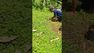 Farmers are cutting grass with sharp sickles #shorts