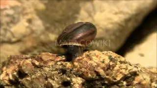 Hemicycla mascaensis