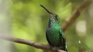 ZUMBADOR VERDE juvenil cantando (Green Mango, Anthracothorax viridis) ENDEMICA de Puerto Rico