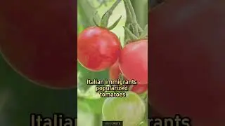 Tomatoes were Considered Poisonous #shorts