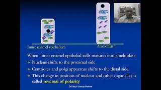 Odontogenesis