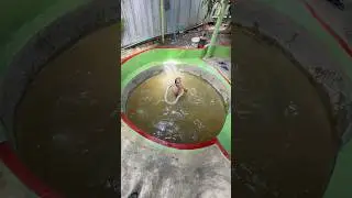 Guy Catches Giant Cobra Snake Underwater in Phuket Thailand! #shorts #snake #show #phuket #thailand