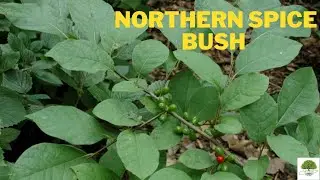 Northern Spice Bush - TN Nursery