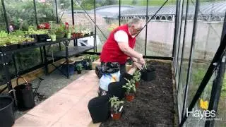 How To Plant Tomatoes In A Greenhouse