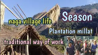 NAGA VILLAGE LIFE || TRADITION WAY OF WORK PLANTATION MILLAT #ALANGAOMEAHU