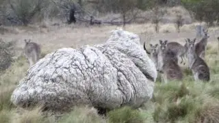 Rekord-Schaf um gut 40 Kilo Wolle erleichtert