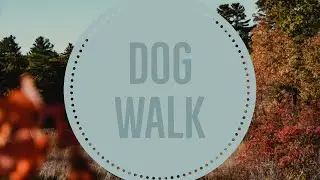 JANUARY // Cinematic Dog Walk in the Woods // ft. I Will Wait by Mumford & Sons