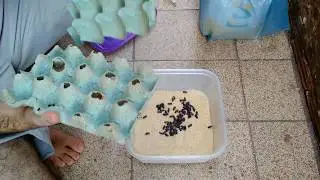 Começando do zero uma nova criação de Besouro (Tenebrio Molitor)