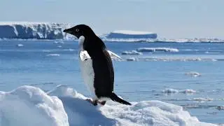 Cape Adare Adelie Rookery and into the Ross Sea