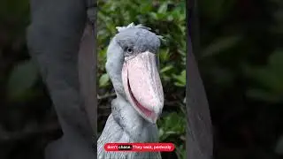This Terrifying Bird Doesn&rsquo;t Blink... And It Bows to You | Shoebill Stork