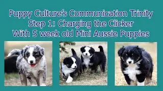 5 week old Puppies begin Clicker Training!