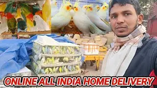 online birds home delivery // online bird order // bird cage online //  // bird cage home delivery