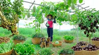 Relax With Harvesting Produce: Chocolate Peppers, Hog Plum, Zucchini + Herbs + Choy Sum...