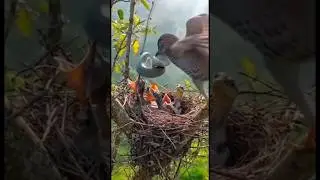 Incredible Animal Defense: Bird Fights to Save Her Chicks from a Snake!