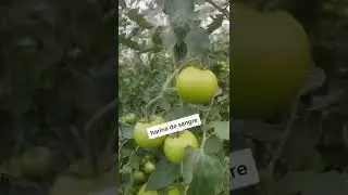 mejores abonos, fertilizantes para cultivar tomates 🍅🍅