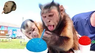 Capuchin Monkeys Enjoy Snow Cones! (HOT DAY)