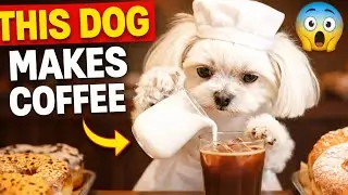 Maltese making a latte at work #ai #dog  #maltese #work #cafe #funny #funnydogs 