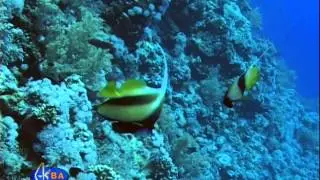 Кабуба красноморская. Red Sea bannerfish (Heniochus intermedius)