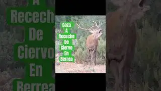 Caza de rececho de ciervo en berrea &iexcl;Un espect&aacute;culo!
