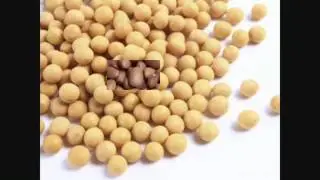 Beans(the musical fruit) official music video