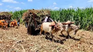 Bullock Cart Race | Bullock Cart Heavy Load Race