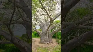 Rare: 200-Year-Old Male & Female Kalpavriksha Pair! 🌳✨ #MythicalTree