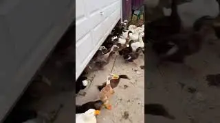 Ducks escape garage - michiganduckrescue from tiktok #ducks #ducklovers