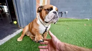 The Ultimate Gym Dog