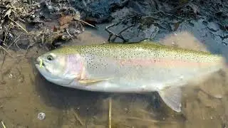MASSIVE STONEFLY HATCH TRIGGERS SPRING STEELHEAD AND BROWNS, March Thaw Ontario Tributary Fishing