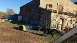Onix & Leo in agility action