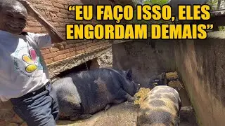 ELES COMEM DEITADO DE TÃO GORDOS / JOÃO BARDOINO